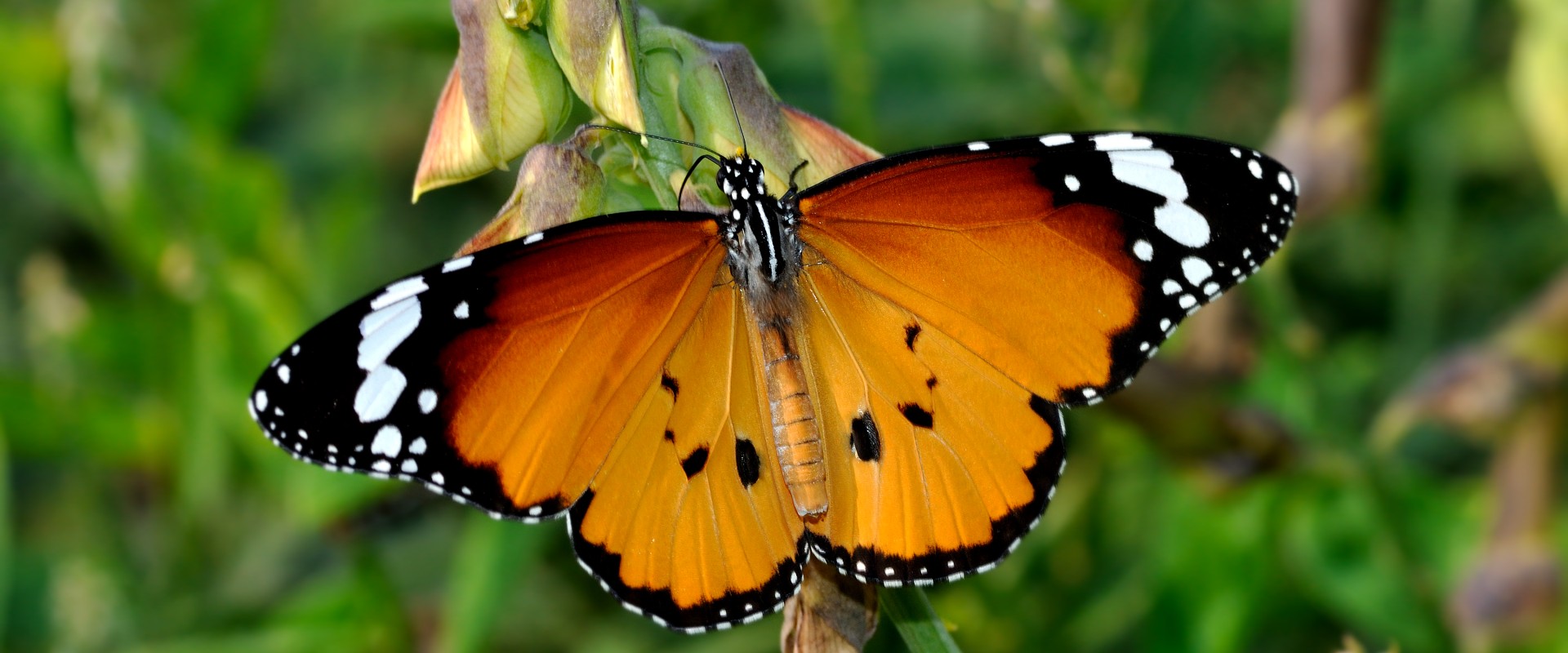 Register for the Regional Information Sharing Webinar on Forests, Biodiversity and Livelihoods