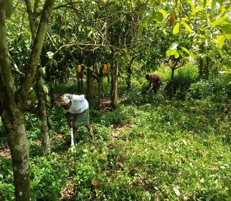 Woman cocoa farmer near Atewa Forest
